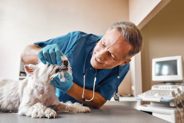 Best Emergency Dental Care for Broken or Chipped Teeth in Irmo, SC